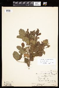 Rubus heterophyllus image