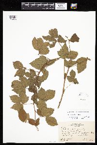 Rubus heterophyllus image