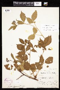 Rubus superioris image