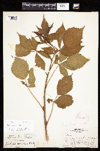 Rubus superioris image
