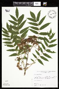 Sorbus americana image