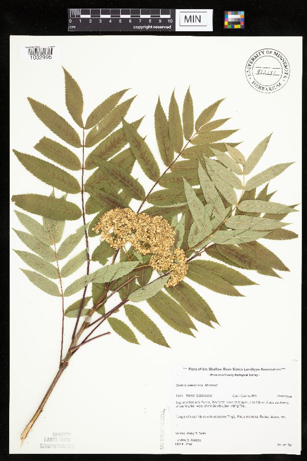 Sorbus americana image