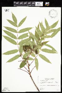 Sorbus americana image