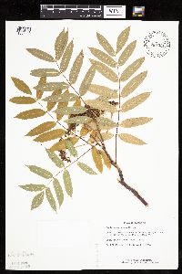 Sorbus americana image