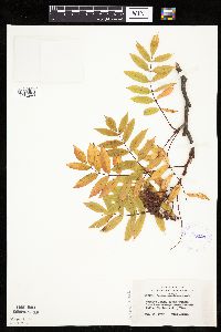 Sorbus americana image