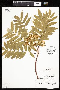 Sorbus americana image