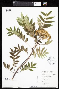 Sorbus americana image