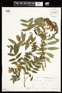 Sorbus americana image