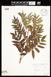 Sorbus americana image