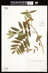 Sorbus americana image