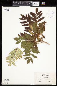 Sorbus americana image