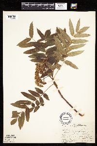 Sorbus americana image