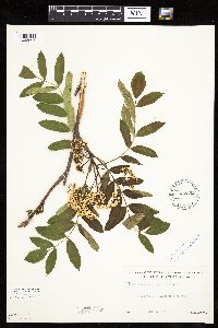 Sorbus americana image
