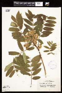 Sorbus americana image