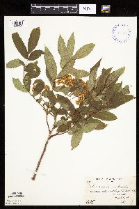 Sorbus americana image