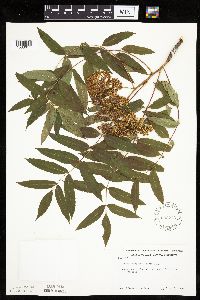 Sorbus americana image