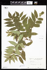 Sorbus americana image