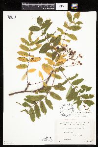 Sorbus americana image