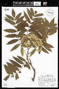 Sorbus americana image