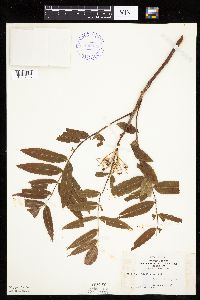 Sorbus americana image