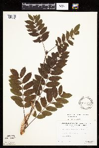Sorbus americana image