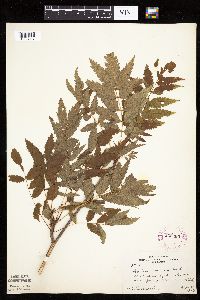 Sorbus americana image