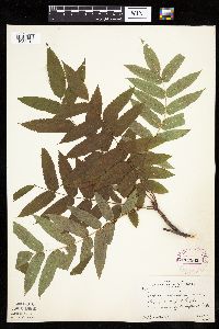 Sorbus americana image