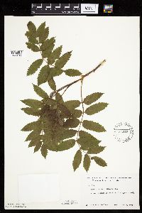 Sorbus americana image