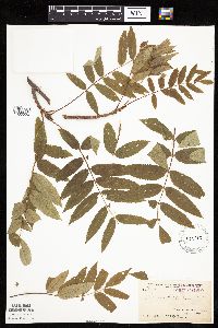 Sorbus americana image