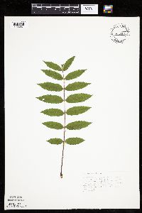 Sorbus americana image
