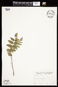 Sorbus americana image