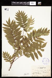 Sorbus americana image