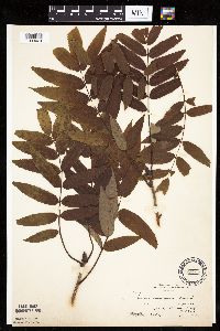 Sorbus americana image