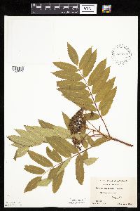 Sorbus americana image