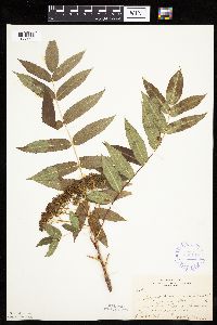 Sorbus americana image