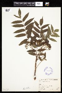 Sorbus americana image