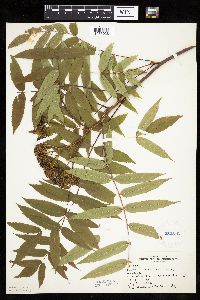 Sorbus americana image
