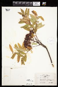 Sorbus americana image