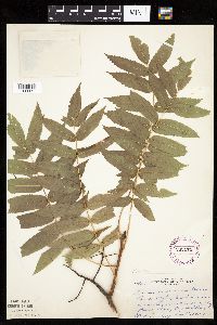 Sorbus americana image