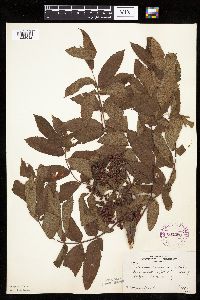 Sorbus americana image