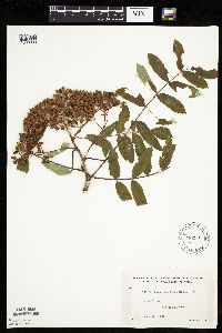 Sorbus americana image