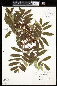 Sorbus americana image