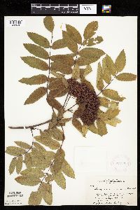 Sorbus americana image