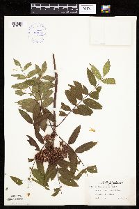 Sorbus americana image