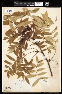 Sorbus americana image