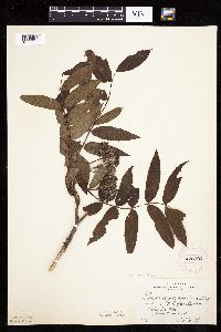 Sorbus americana image