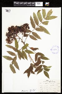 Sorbus americana image