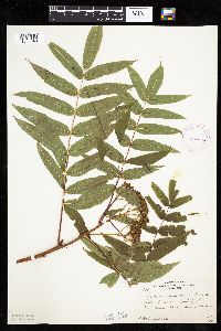Sorbus americana image