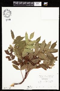 Sorbus americana image