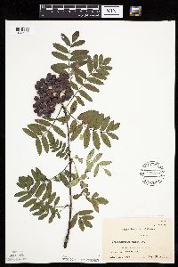 Sorbus americana image